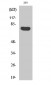 ARHGAP18 Polyclonal Antibody